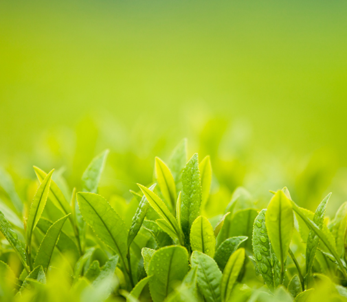 석정힐CC 2026년도 3월 이용 요금